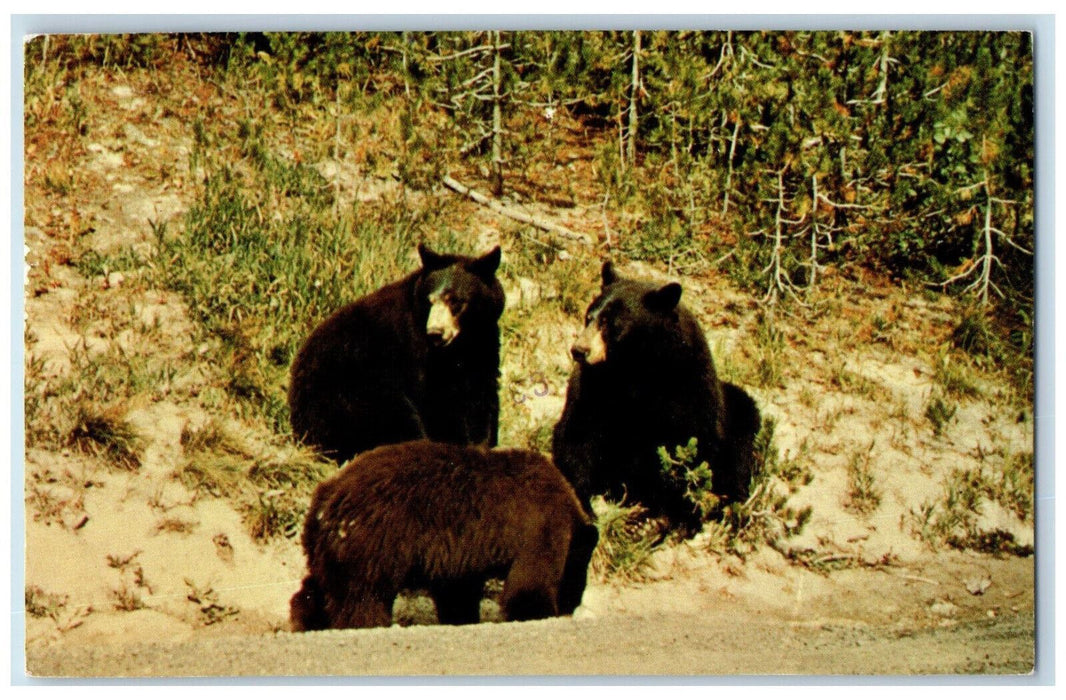 1978 American Black Bear Yellowstone Park WY, Glendive MT Vintage Postcard