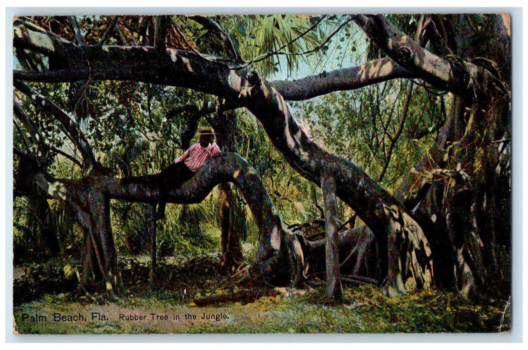 c1910 Rubber Tree in the Jungle Palm Beach Florida FL Antique Postcard