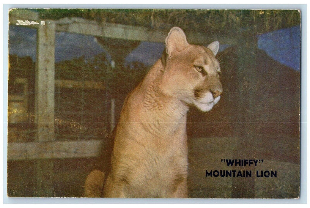 c1960 Big Rock Candy Mountain Whiffy Mountain Lion Utah UT Kodachrome Postcard