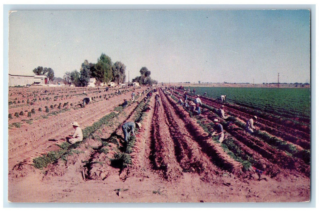 Carrot Harvest in Rich Imperial Valley El Centro California CA Vintage Postcard