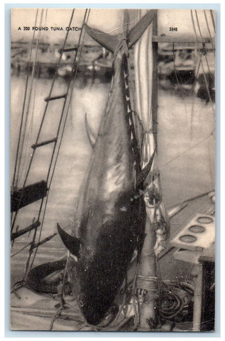 1948 A 200 Pound Tuna Fish Catch Harrington Maine ME Antique Posted Postcard