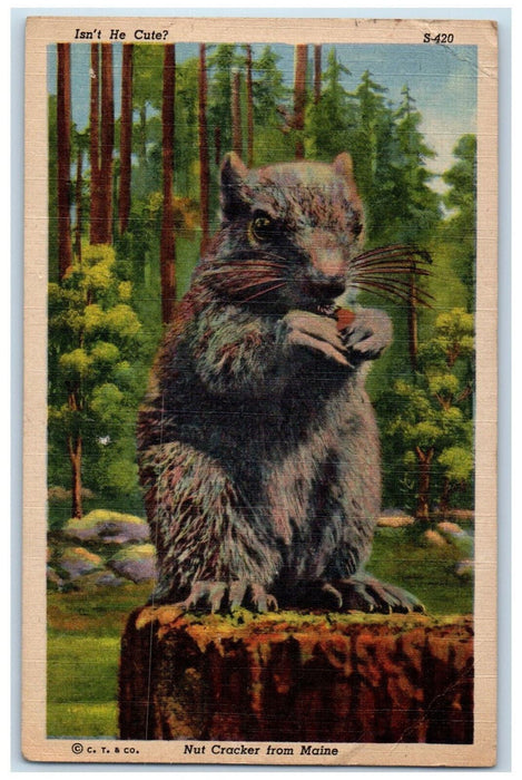 1951 Nut Cracker From Caribou Maine ME, Keene NH Vintage Posted Postcard