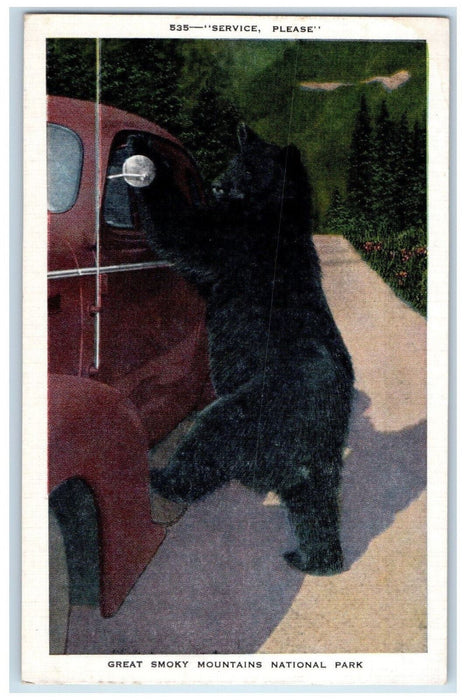 Car Bear Scene Great Smoky Mountains National Park Gatlinburg TN Postcard