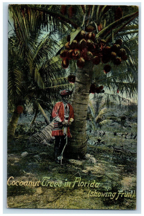 c1910 Cocoanut Trees Showing Fruit in Florida FL Antique Unposted Postcard