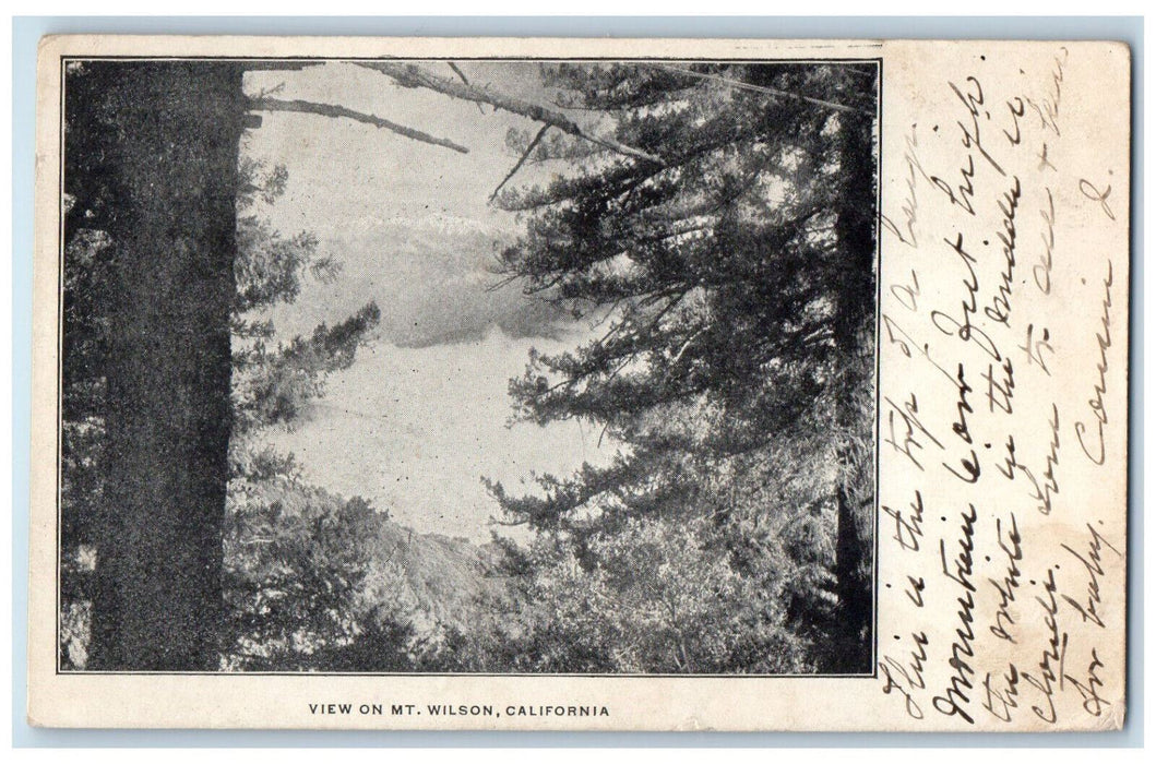 1906 View of Trees on Mt. Wilson California CA Antique Posted Postcard