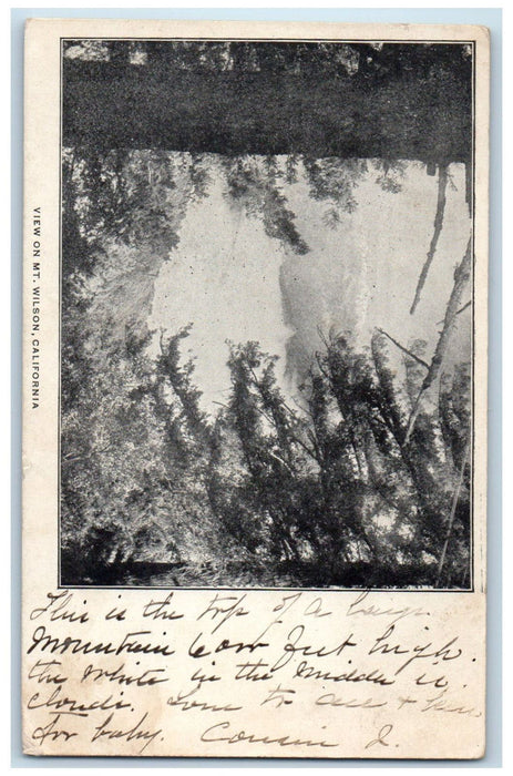 1906 View of Trees on Mt. Wilson California CA Antique Posted Postcard