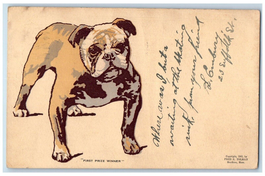 1907 Bulldog First Prize Winner Springfield Massachusetts MA Antique Postcard