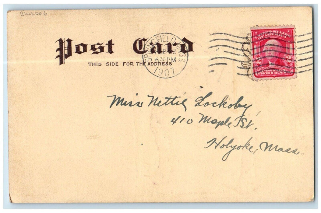 1907 Bulldog First Prize Winner Springfield Massachusetts MA Antique Postcard