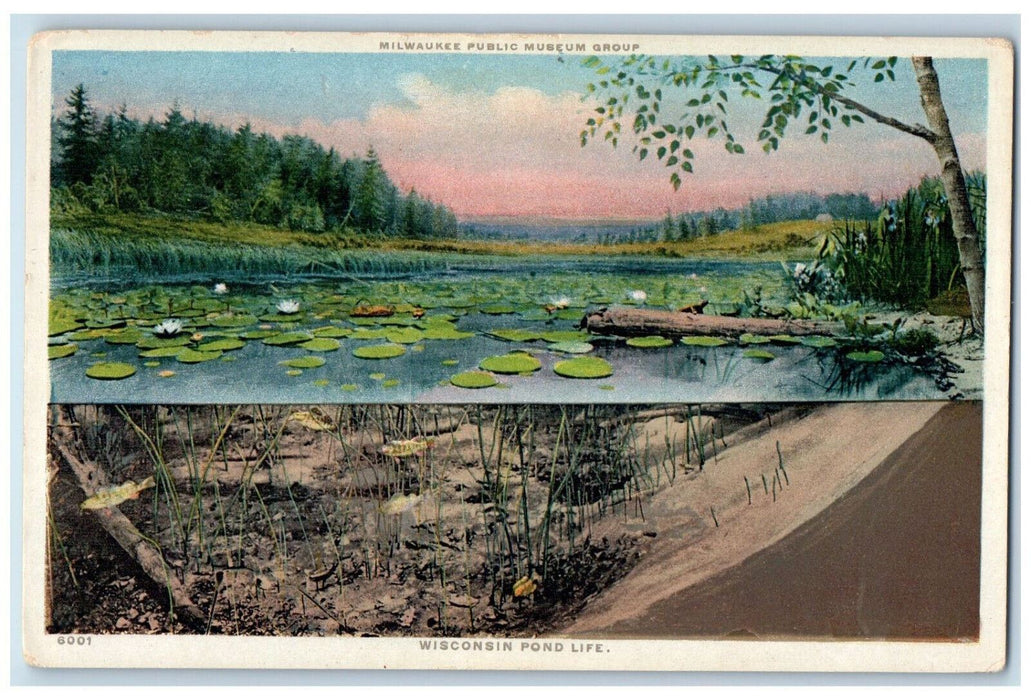 Milwaukee Public Museum Group Wisconsin Pond Life WI Phostint Dual View Postcard