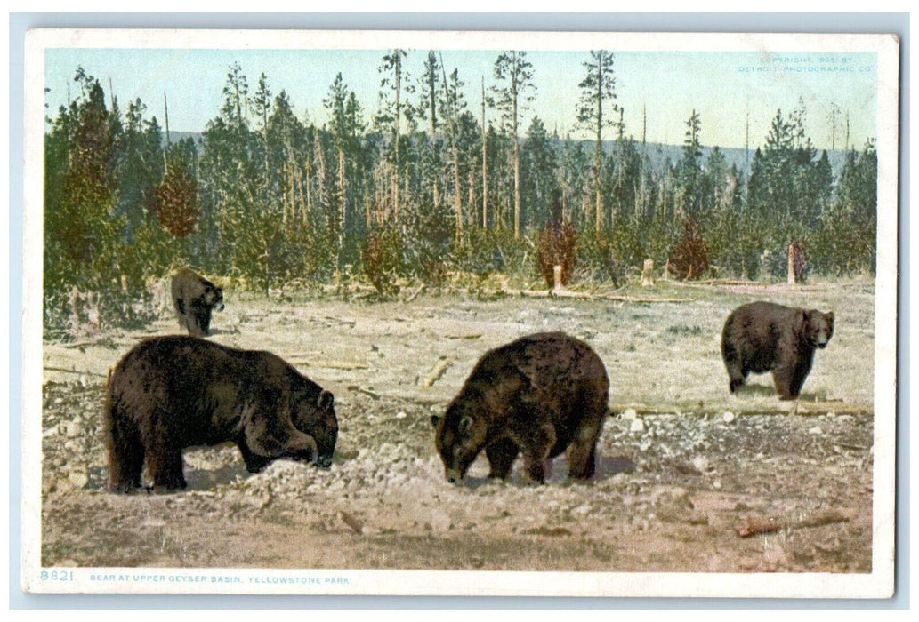 Bear At Upper Geyser Basin Yellowstone Park Wyoming WY Phostint Vintage Postcard