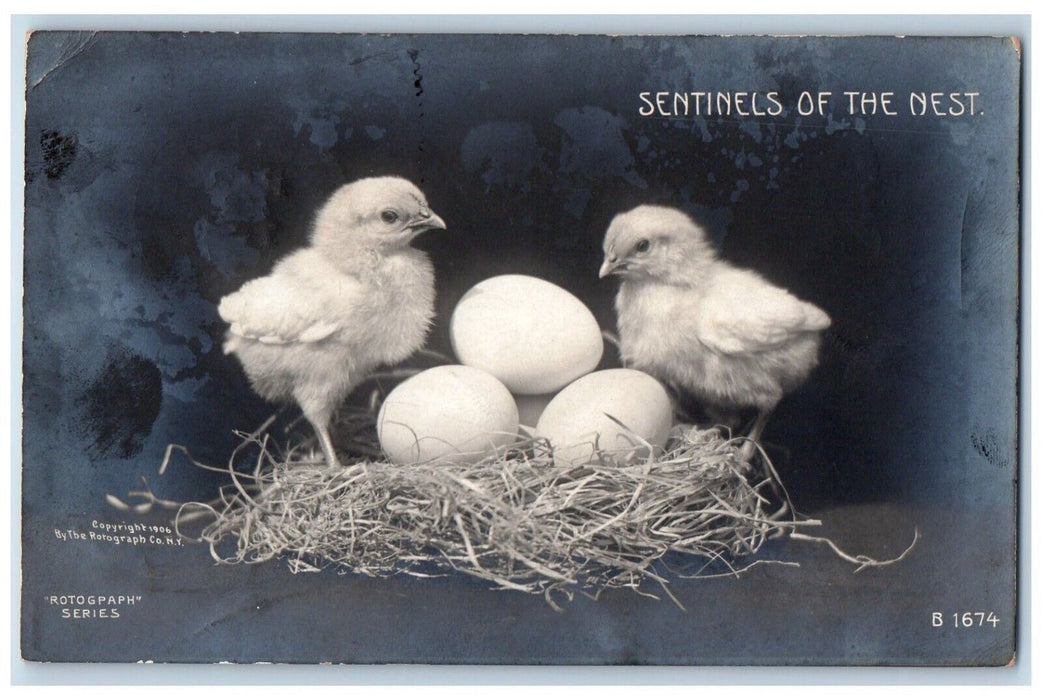 1907 Easter Chick Eggs Nest Annville Pennsylvania PA Antique RPPC Photo Postcard