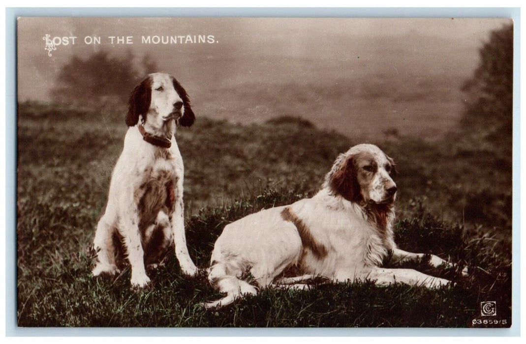 English Setter Dog Lost On The Mountains Unposted Vintage RPPC Photo Postcard