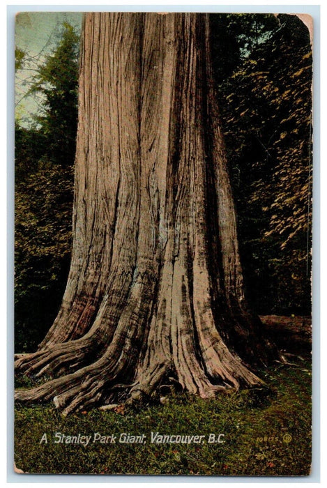 c1910's A Stanley Park Giant Vancouver British Columbia Canada Antique Postcard