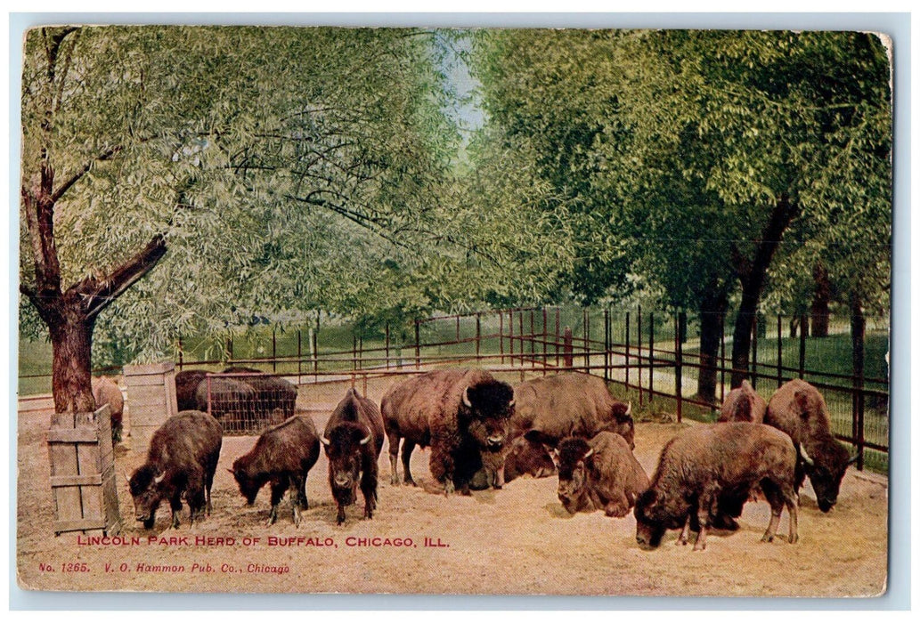 c1950's Lincoln Park Heard Buffalo Wildlife View Chicago Illinois IL Postcard
