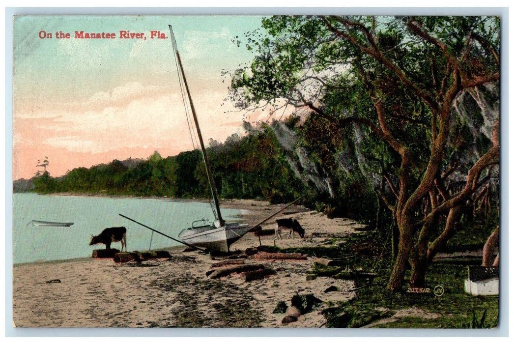 c1950's Manatee River Cow Boat Lake Sea Side Forest Lumber Florida FL Postcard