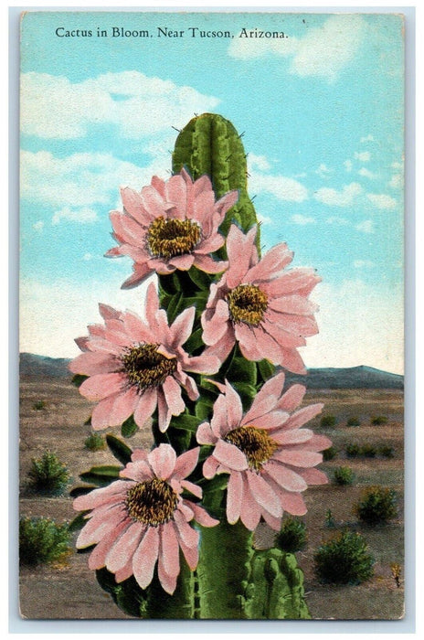 c1930's Cactus In Bloom Flowers Near Tucson Arizona AZ Unposted Vintage Postcard