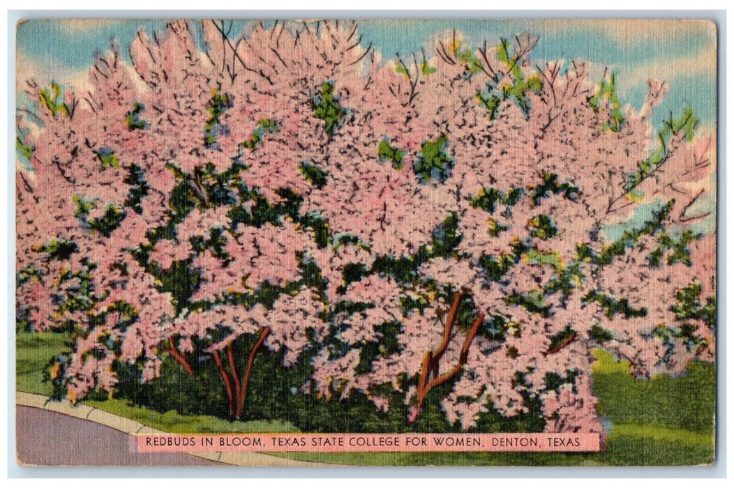 1951 Redbuds In Bloom Texas State College For Women Denton Texas TX Postcard