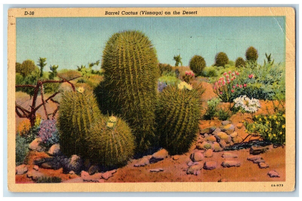 1950 Barrel Cactus Visnaga On The Desert Tucson Arizona AZ Vintage Postcard