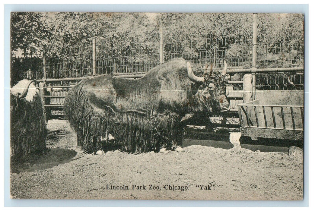 1907 Lincoln Park Zoo Yak Chicago Illinois IL, Animals Posted Antique Postcard