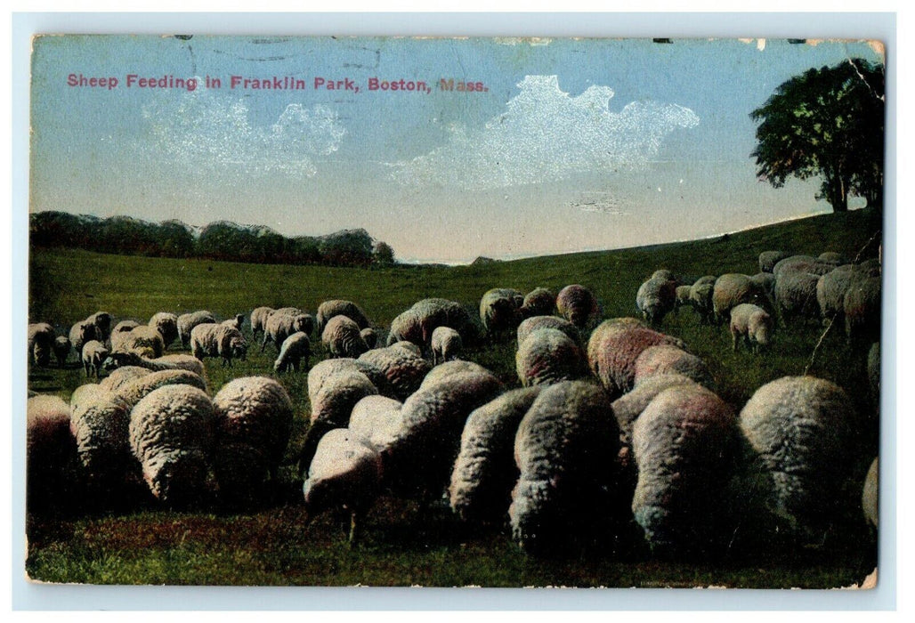 1916 Sheep Feeding In Franklin Park Boston Massachusetts MA Antique Postcard