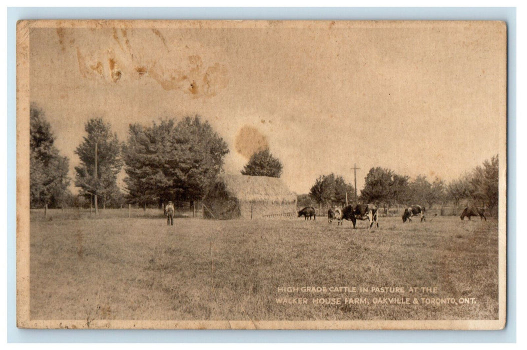c1910 High Grade Cattle in Pasture, Walker House Farm, Ontario Canada Postcard