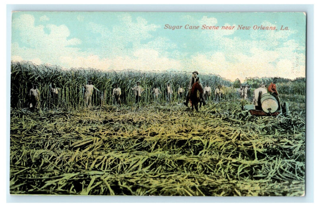 c1910 Sugar Cane Scene New Orleans Louisiana LA Unposted Antique Postcard