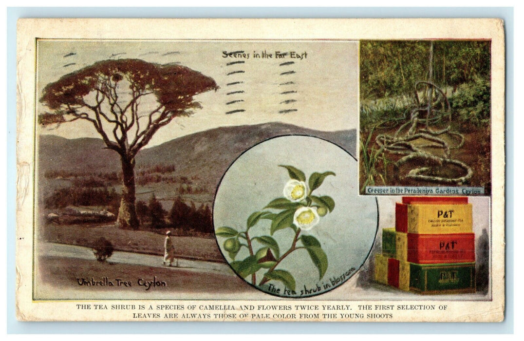 1910 Park & Tilford New York Advertising Tea Flowers Camellia  Postcard