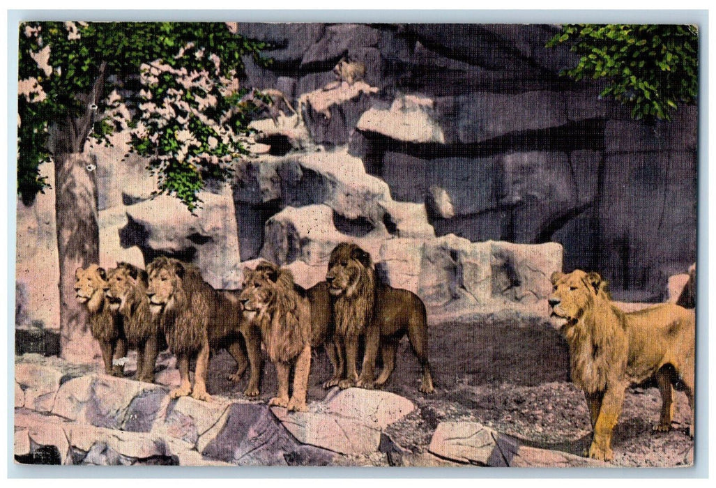 View Of Lion Den Detroit Zoo Park Animals Scene Woodward MI Vintage Postcard