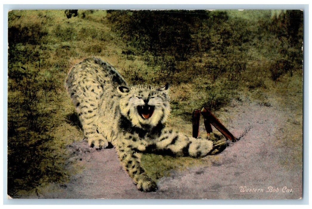 c1910's Western Bob Cat At The Forest Animals Unposted Antique Postcard