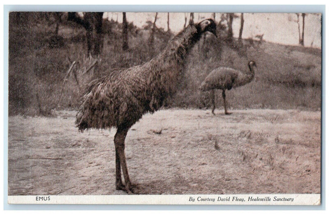 c1910 Emus Animal Courtesy David Fleay Healesville Sanctuary Vintage Postcard