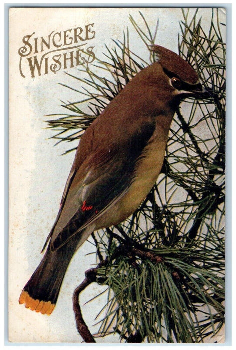 1909 Sincere Wishes Bird At The Pine Leaf Morgantown West Virginia WV Postcard