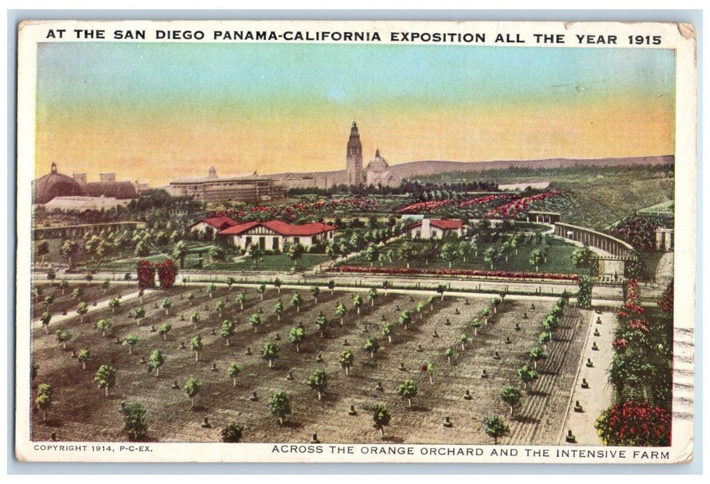 1915 At The San Diego Panama-California Exposition Orange Orchard CA Postcard