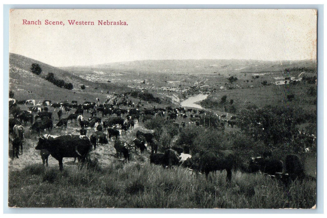 Herd Of Cows Ranch Scene Alliance Western Nebraska NE Vintage Unposted Postcard