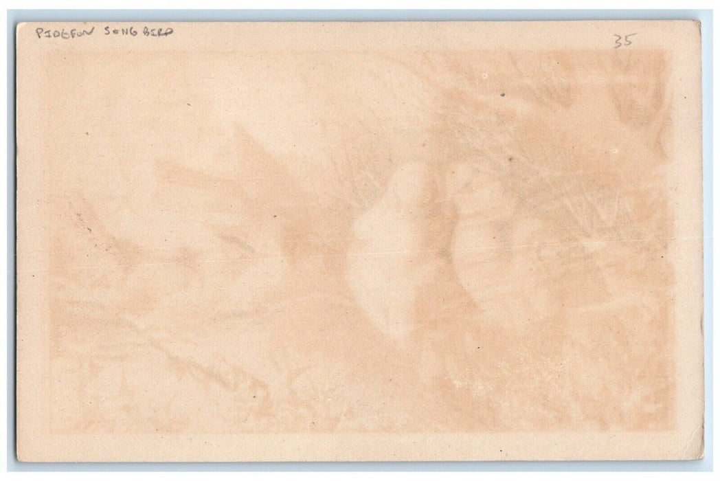 c1905 Christmas Pidgeon Song Bird On Top Of Tree Holly Berries Winter Postcard