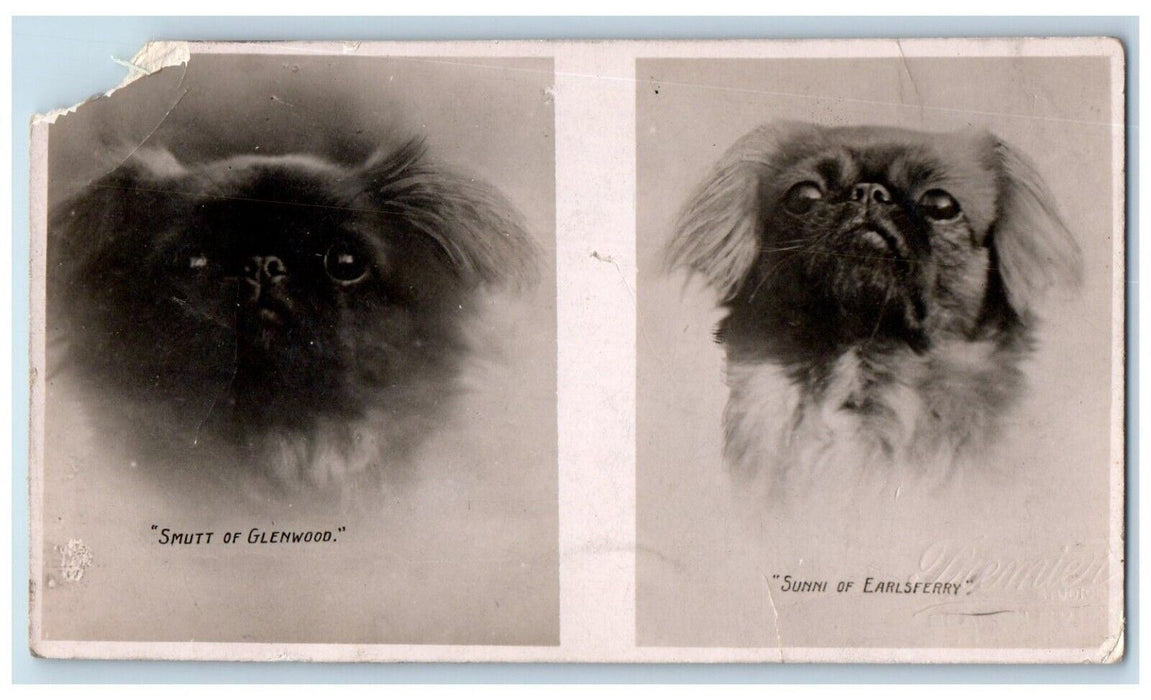 c1905 Pekingese Dog Portraits Kennel London RPPC Photo Posted Antique Postcard