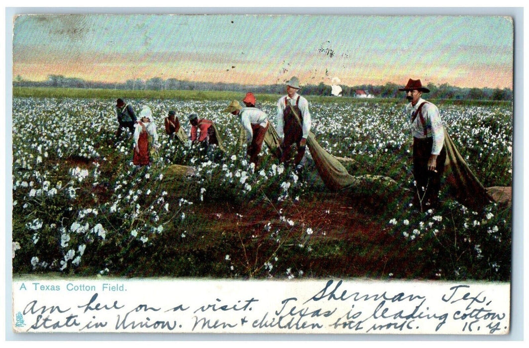 1906 Texas Cotton Field Thousand Scenes Dallas Texas Raphael Tuck Sons Postcard