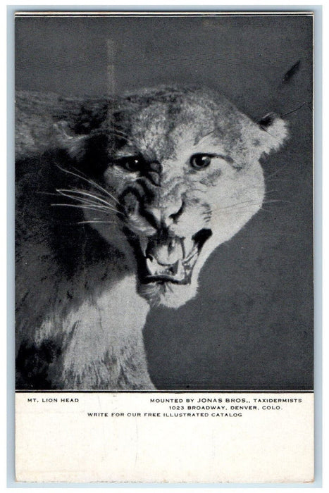 View Of Mt. Lion Head Taxidermy Hunting Denver Colorado CO Antique Postcard