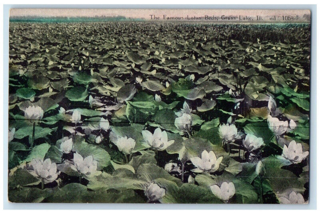 c1910 Famous Lotus Beds Grass Lake Water Lily Illinois Vintage Antique Postcard