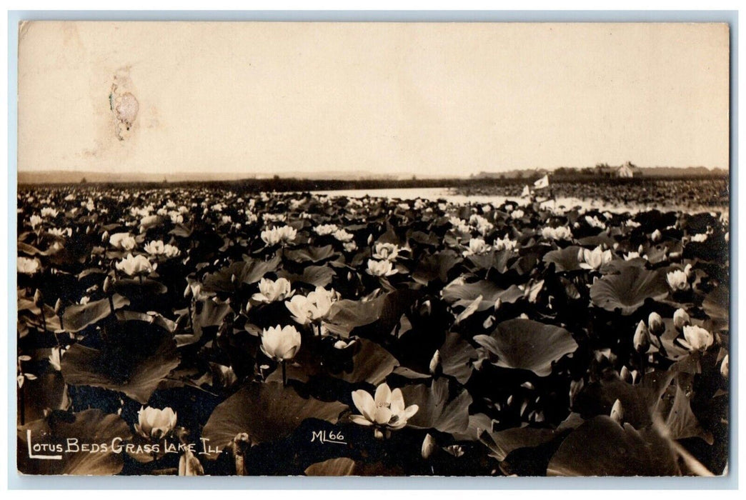 c1910's Lotus Beds Grass Lake Libertyville Illinois IL RPPC Photo Postcard