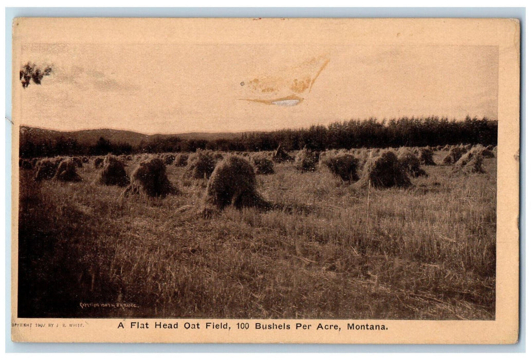 A Flat Head Oat Field 100 Bushels Per Acre Montana MT, Farmland View Postcard