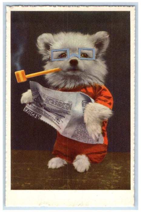 c1910's Anthropomorphic Cute Dog Pipe Smoke Newspaper Studio Portrait Postcard