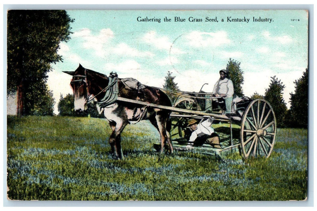 1911 Gathering The Blue Grass Seed Kentucky Industry KY Horse Carriage Postcard