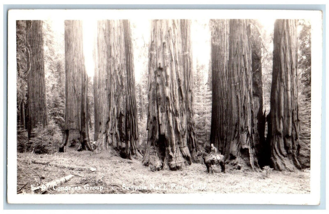 c1940's Congress Group Sequioa National Park California CA RPPC Photo Postcard