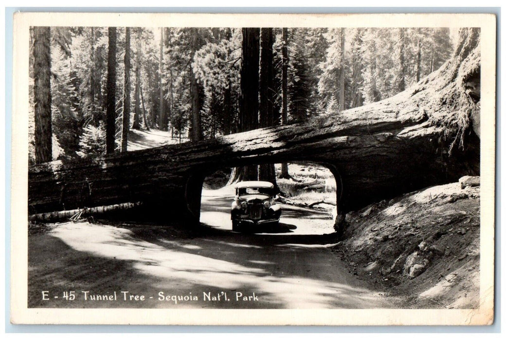 c1940's Tunnel Tree Car Sequoia National Park California CA RPPC Photo Postcard