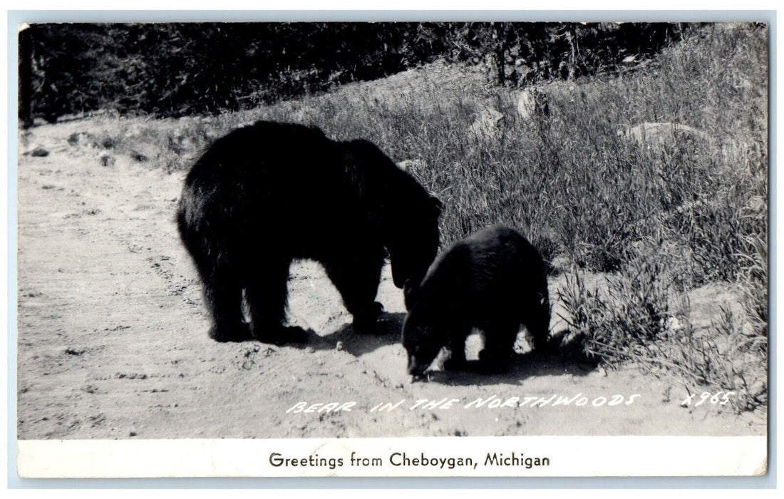 1951 Greetings From Cheboygan MI, Bear In The Northwoods RPPC Photo Postcard