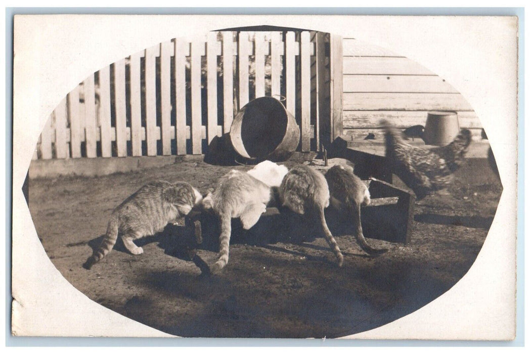 c1910's Cats Rooster Chicken Farm Eating Dinner Yum Antique RPPC Photo Postcard