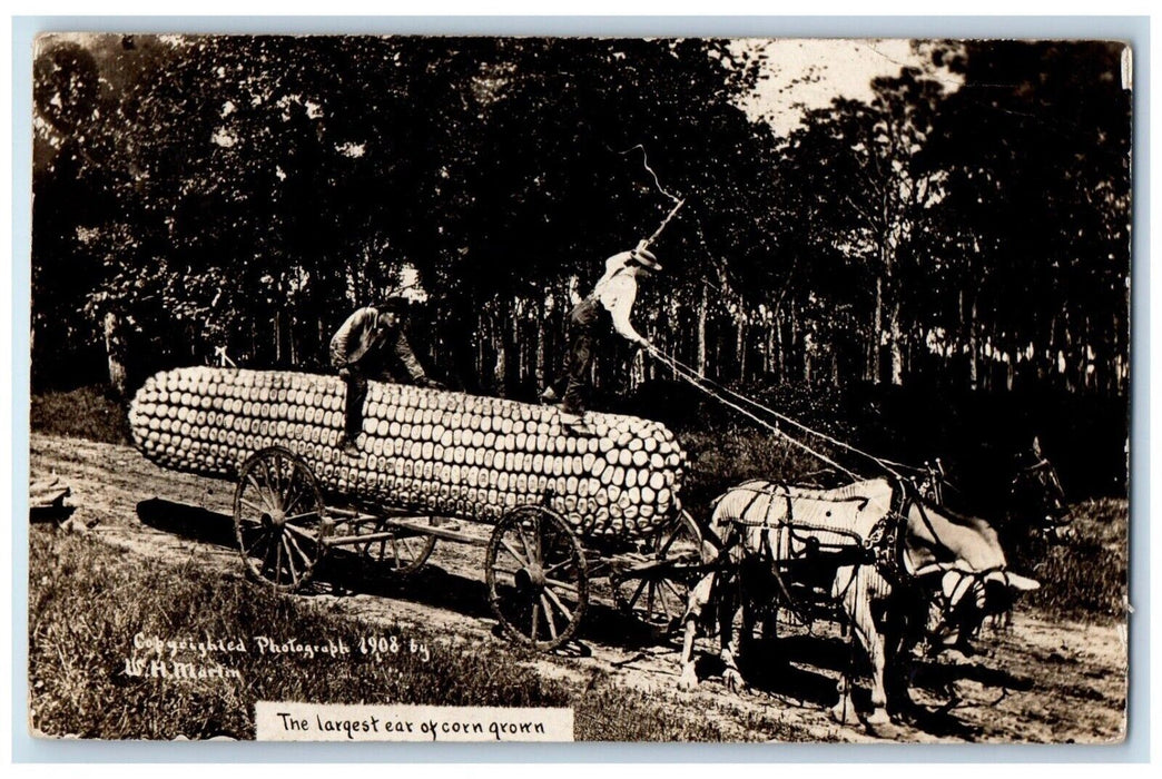 1914 W.H. Martin Exaggerated Corn Horse Mount Clemens MI  RPPC Photo Postcard