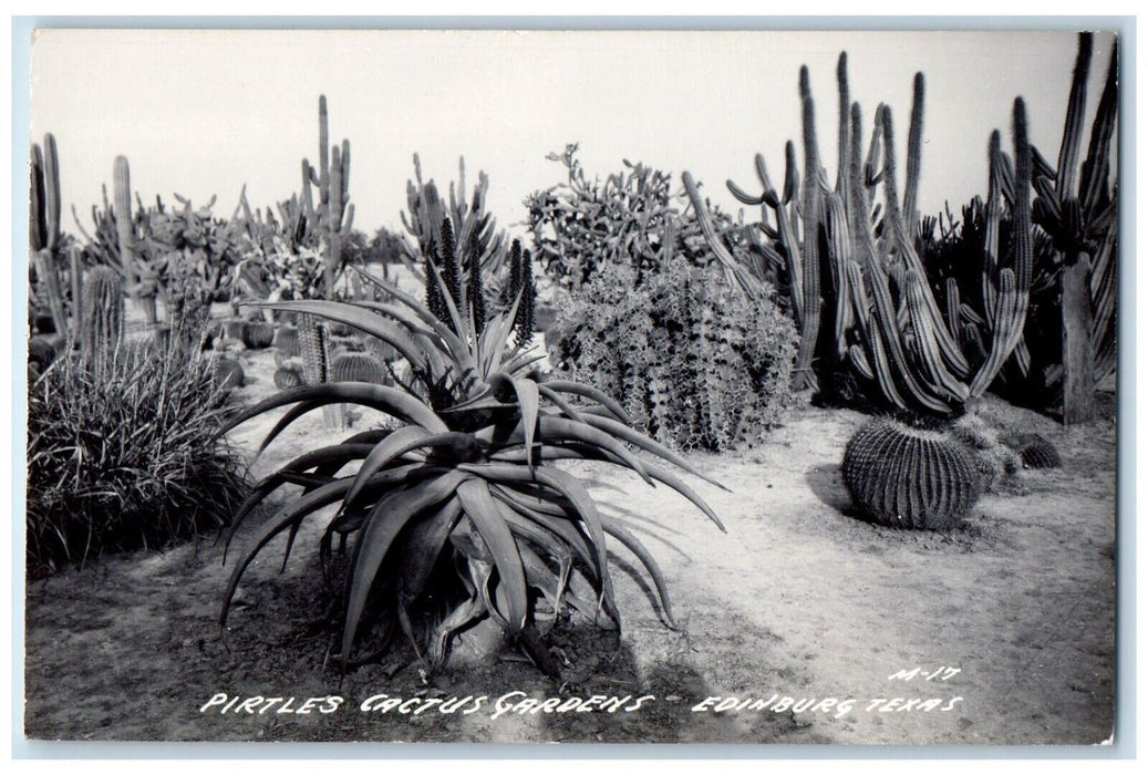 View Of Pirtle's Cactus Garden Edinburg Texas TX Vintage RPPC Photo Postcard