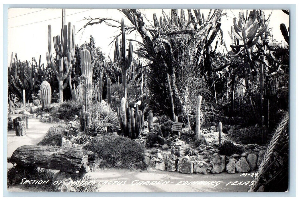 Section Of Pirtle's Cactus Garden Edinburg Texas TX Vintage RPPC Photo Postcard