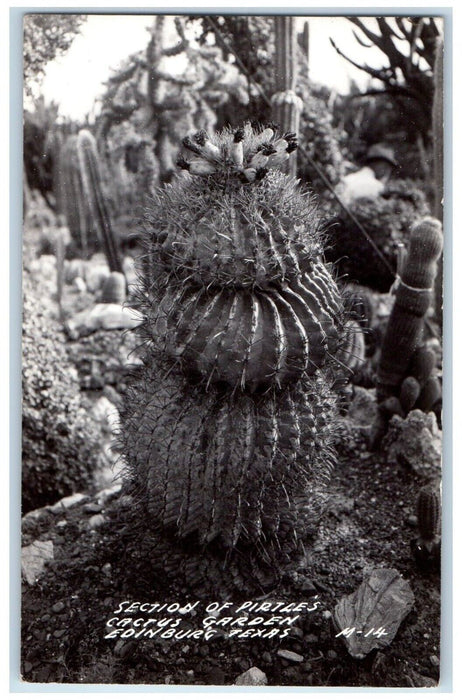 c1940's Section Of Pirtle's Cactus Garden Edinburg Texas TX RPPC Photo Postcard